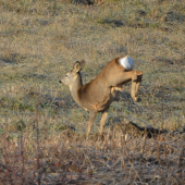 chodenie na predných :-D
