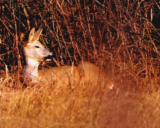 jesenné chytanie bronzu