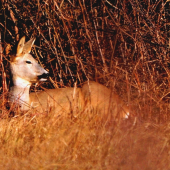 jesenné chytanie bronzu
