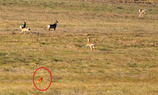 toľko srňacinky, mňam...