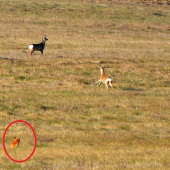 toľko srňacinky, mňam...