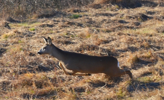 skoro do mňa nabúrala...