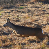 skoro do mňa nabúrala...