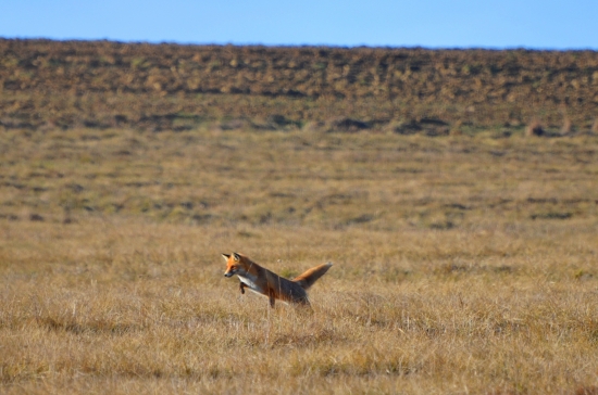 dnešné myškovanie