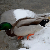 -10 idem sa schladiť :-D