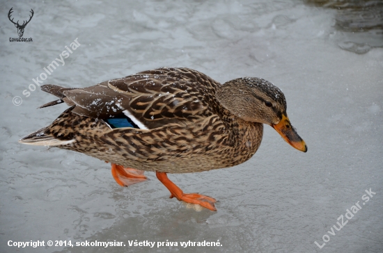 bosá po ľade