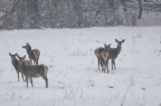 srdiečka na zadku :-D
