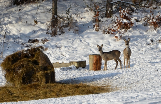 bufet na stojáka :-D