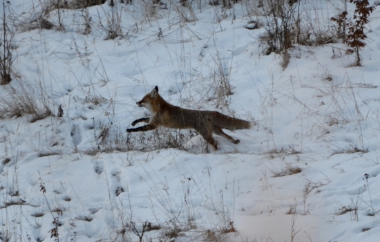 olympiáda v Soči :-D