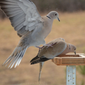 uhni, aj ja chcem...