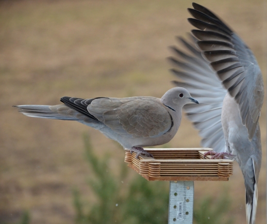 pozri na moje pierka :-D