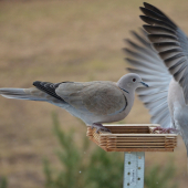 pozri na moje pierka :-D