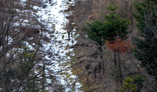tri hlavy, štyri zadky