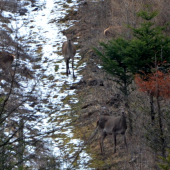 tri hlavy, štyri zadky