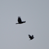 krkavčie predsvadobné lety