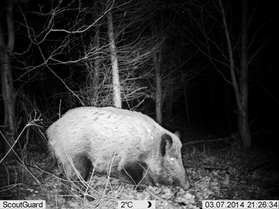 uši s čiernym mejkapom :-D