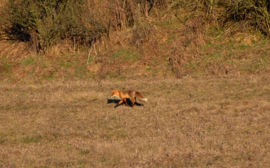 vulpes vulpes na prechádzke