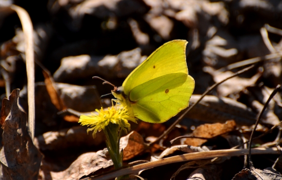 žltáčik ranostajový