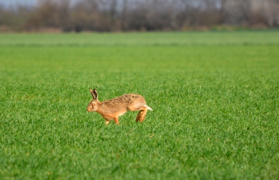 predveľkonočný zajko
