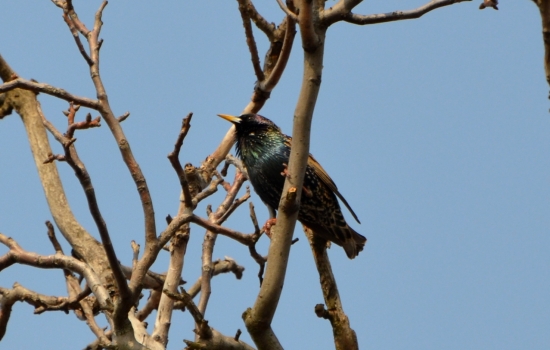 spievajúci škorec lesklý