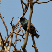 spievajúci škorec lesklý