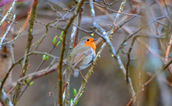 slávik červienka (Erithacus rubecula)