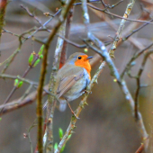 slávik červienka (Erithacus rubecula)