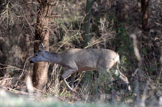 zamyslená a nepozorná