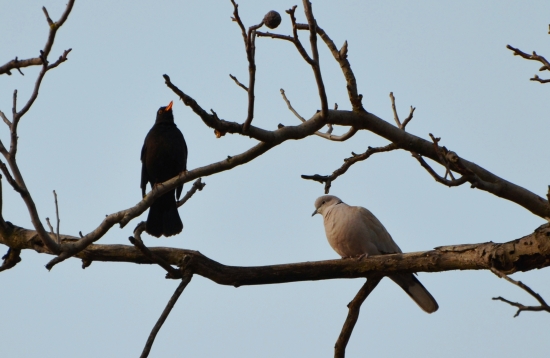 spevák a fanúšička