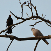 spevák a fanúšička