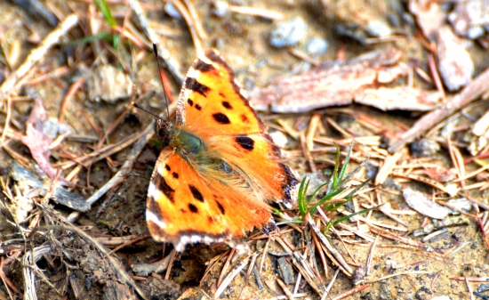 babôčka pŕhľavová