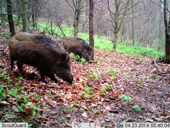 dve s čiernym prelivom