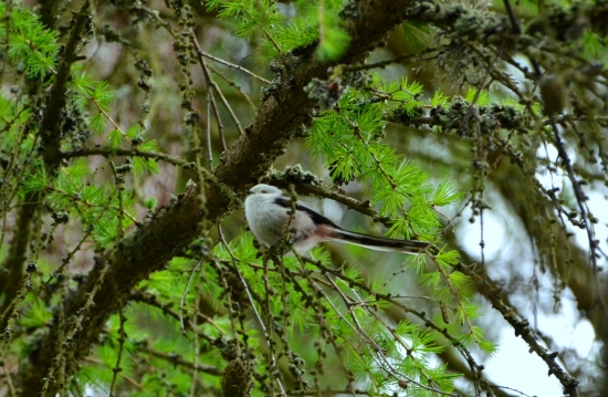 mlynárka dlhochvostá