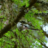 mlynárka dlhochvostá