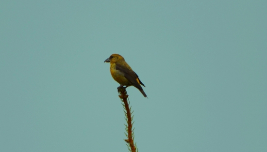 krivonos smrekový (Loxia curvirostra) samička