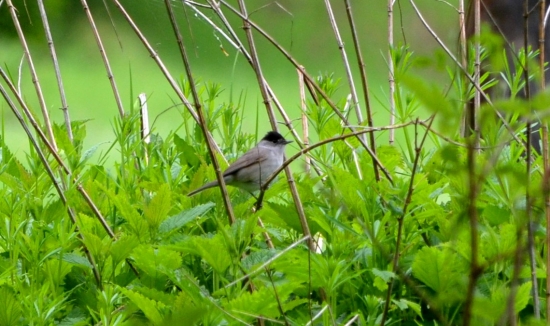 penica čiernohlavá