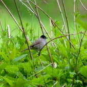 penica čiernohlavá