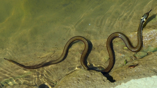 plávanie s vyplazeným jazykom