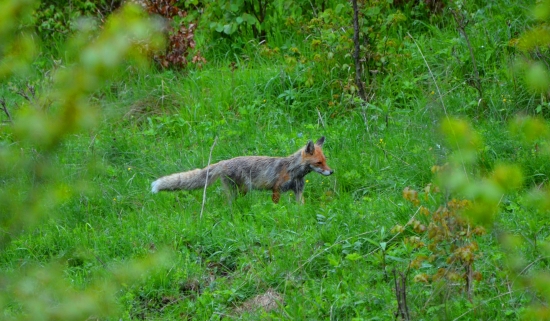 Nasťa s novým kožuchom