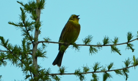 spievajúca strnádka