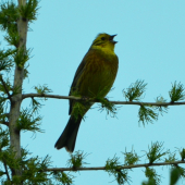 spievajúca strnádka