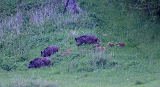škôlkári na prechádzke :-D