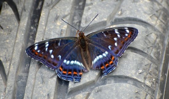 motýľ a nové gumy