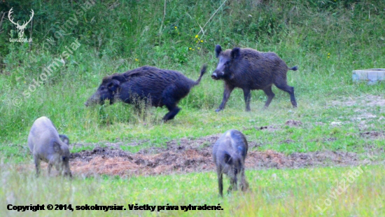 neposlušná sviňa :-D