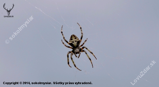 na postriežke