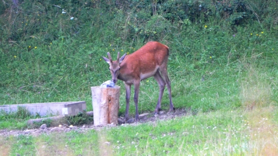 už podrástli