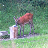 už podrástli