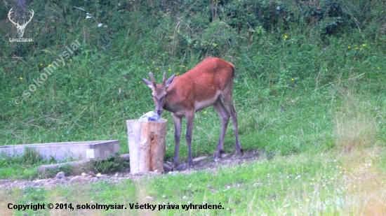 už podrástli
