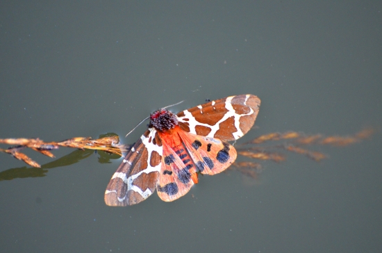 nevydarené pristátie