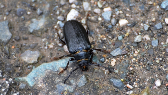 chrobák na prechádzke :-D